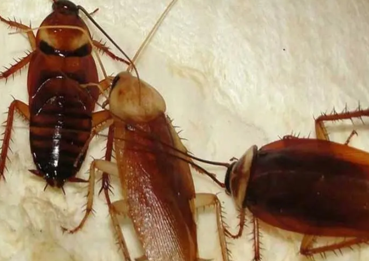 蟑螂防治方法
