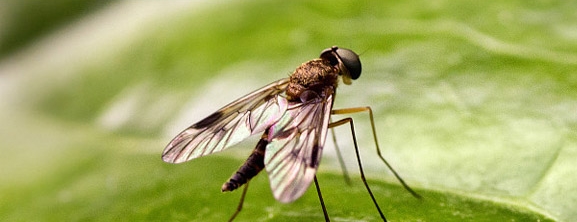 郑州蚊蝇治理|灭蚊蝇