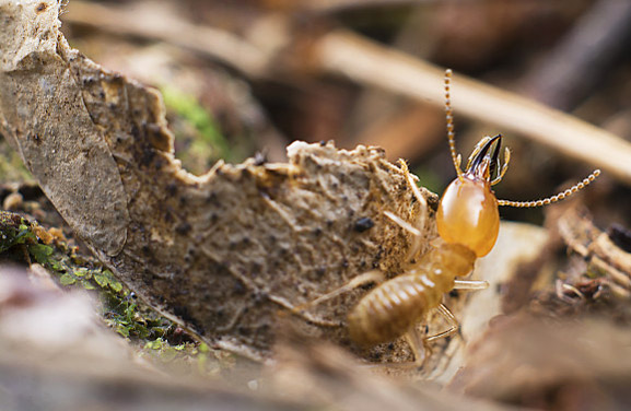 郑州白蚁防治|灭白蚁