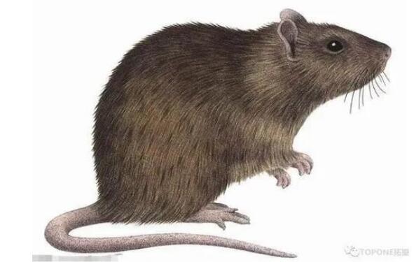 褐家鼠.jpg